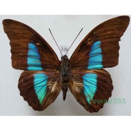 Prepona pylene eugenes Bates, 1865 Bolivia 87mm33k